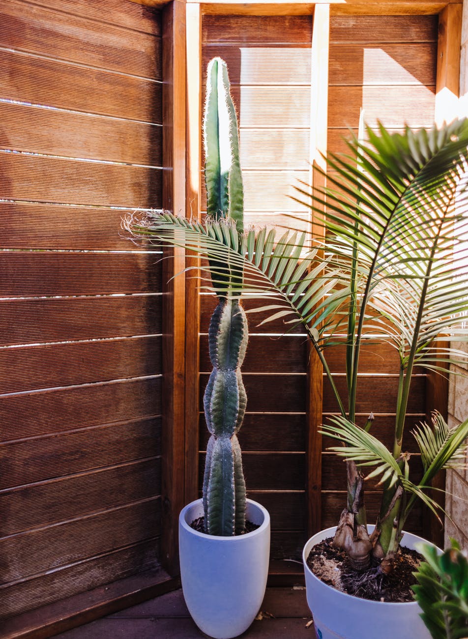 potted cactus and palm placed on veranda